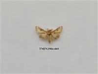 藏品(夜蛾400)的圖片